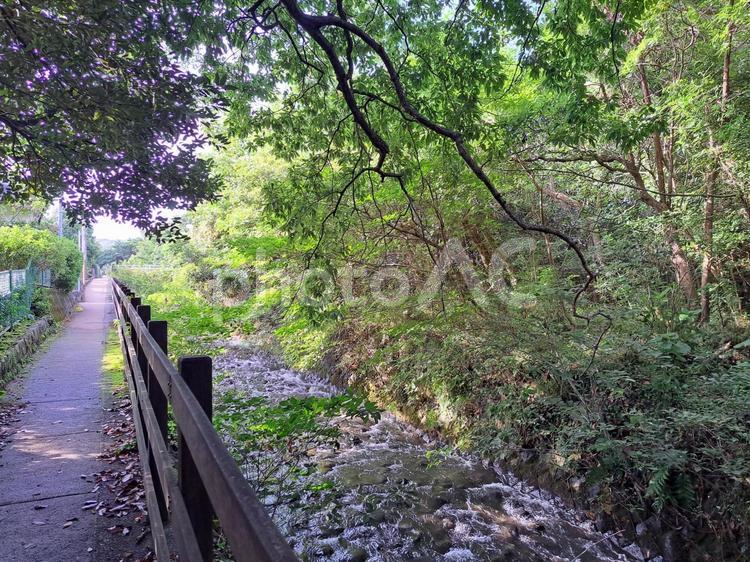 伊豆高原の新緑 静岡県,伊豆,夏の写真素材