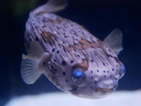 ハリセンボン ハリセンボンの写真