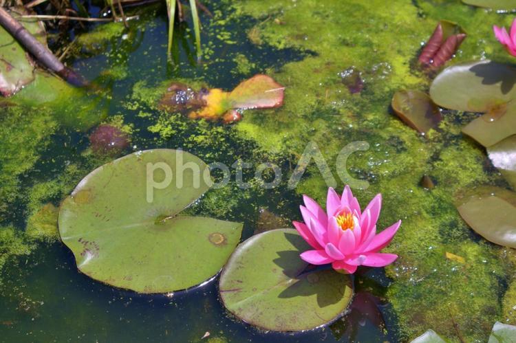 池に咲く蓮の花、インドの国花 蓮,花,インドの写真素材