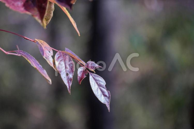 巨木の小枝のイヤリング 紅葉,葉,秋の写真素材