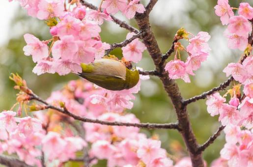 Cherry blossoms and Japanese white-eyes in spring, JPG Cherry blossoms and Japanese white-eyes in spring, JPG