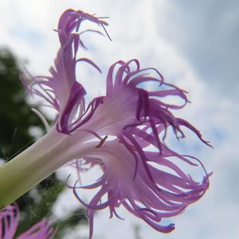 Photo, kawaranadesico, kawaguchi tetsuya, flower, 