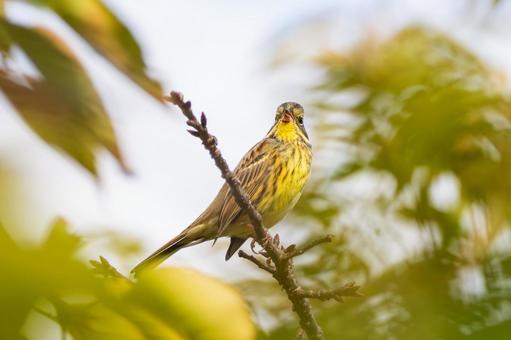 アオジ(30) アオジ(30)の写真