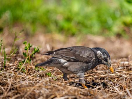 地面を歩くムクドリの写真