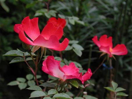 バラ・薔薇 カクテル バラ・薔薇 カクテルの写真