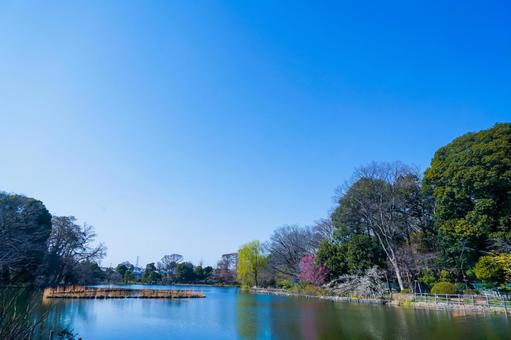 善福寺公園の静かな池畔 善福寺公園,池,青空の写真素材