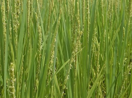 夏の稲の花 夏の稲の花の写真