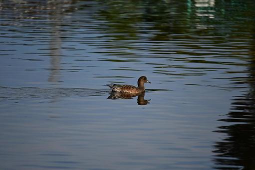 鴨　秋 秋,栃木,宝積寺の写真素材