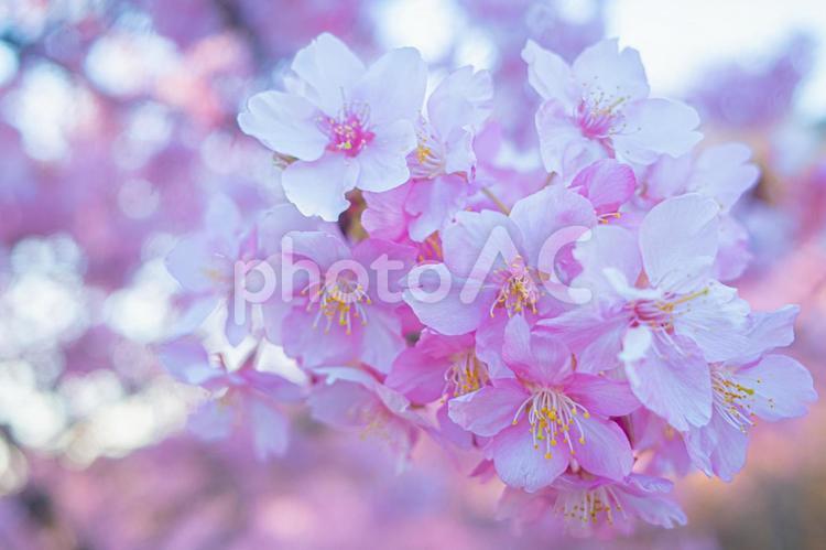 マクロ撮影した桜の花 桜,河津桜,マクロ撮影の写真素材