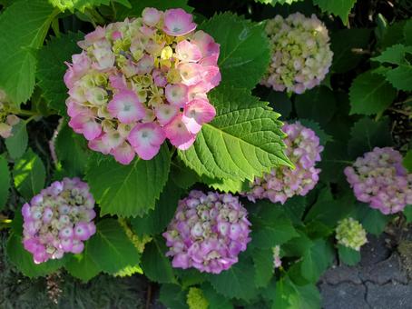 Photo, hydrangea, pink, shade, 