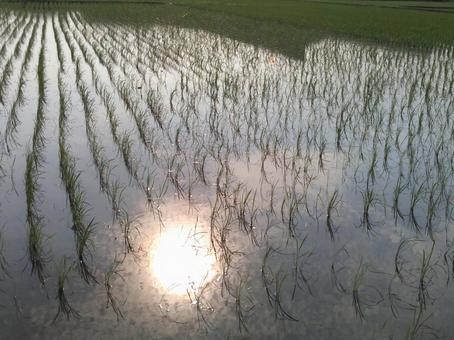 水田に映る太陽 水田に映る太陽の写真