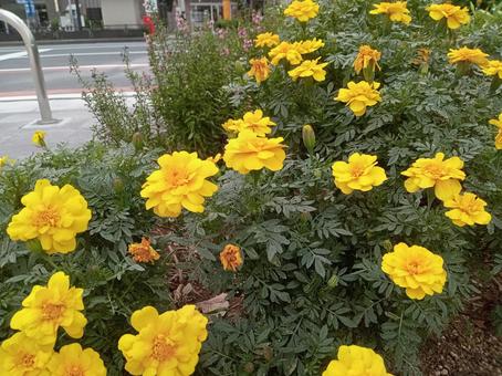 マリーゴールド2 マリーゴールド2 マリーゴールド,自然,黄色の写真素材