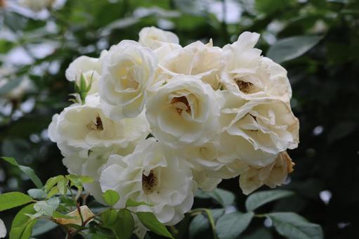 rose, JPG rose, JPG