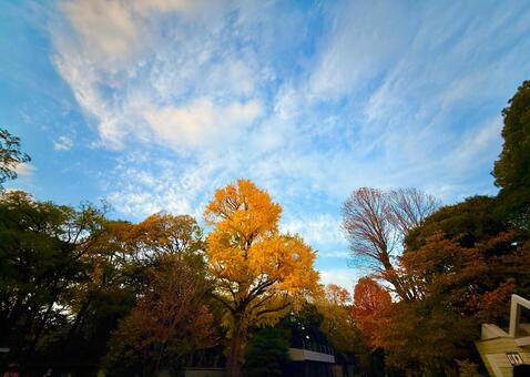 夕方の秋の紅葉の木々と青空 青空,空,空背景の写真素材