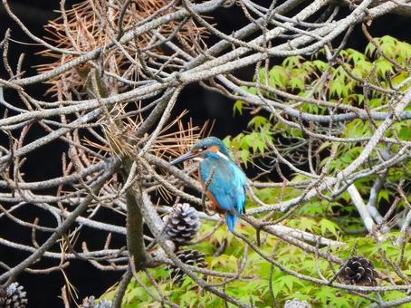 Photo, kingfishers, birds, natural, 