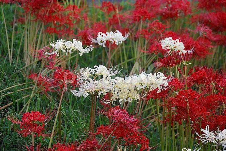 【彼岸花の写真】彼岸花が咲く風景 シロバナヒガンバナ,白花彼岸花,彼岸花の写真素材