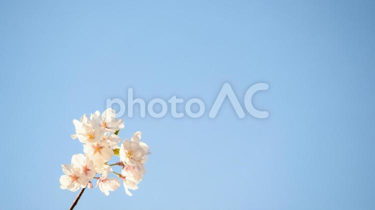 ソメイヨシノと空 桜,花,春の写真素材