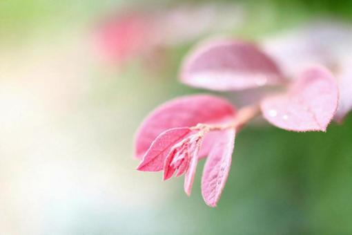 秋の草木 秋の草木の写真