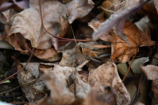 枯葉の中にいるバッタ 枯葉,落ち葉,バッタの写真素材