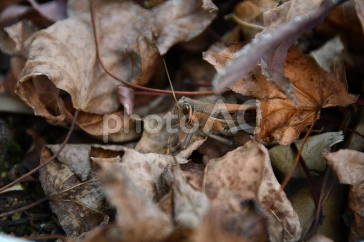 枯葉の中にいるバッタ 枯葉,落ち葉,バッタの写真素材