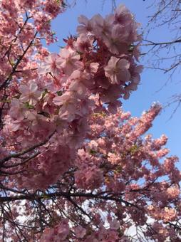 桜 桜の写真