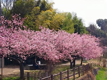 桜 桜 桜,サクラ,さくらの写真素材