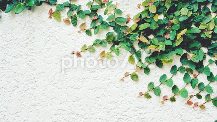 漆喰　白い壁　ツタ　少し色づく 背景素材 漆喰,白い,白の写真素材