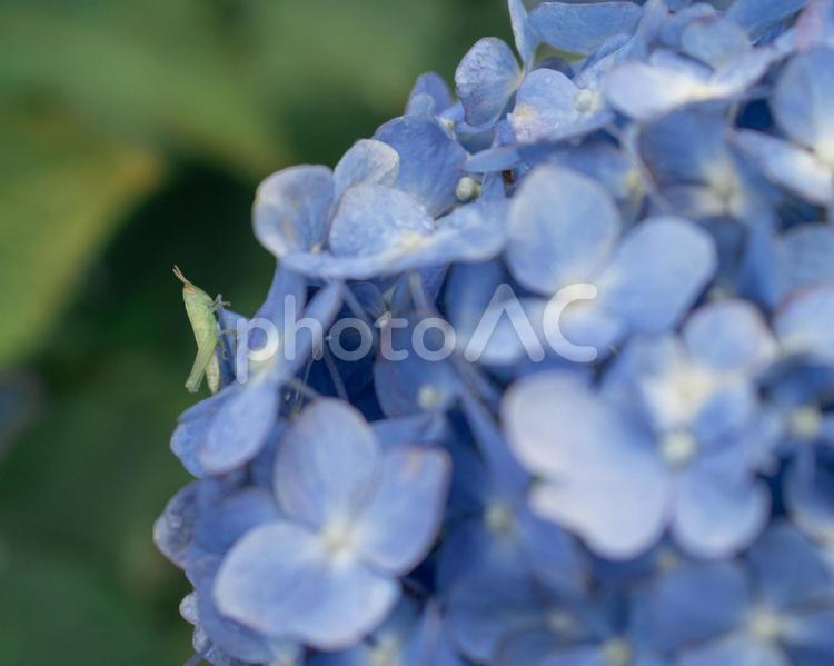 小さなお客さん 風景,自然,紫陽花の写真素材