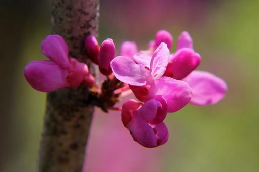 ハナズオウ・花蘇芳 花木,クローズアップ,花柄ないの写真素材
