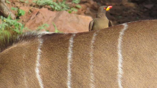 アフリカの鳥 動物の背中 アフリカの鳥 動物の背中 アフリカ,ウシツツキ,鳥の写真素材