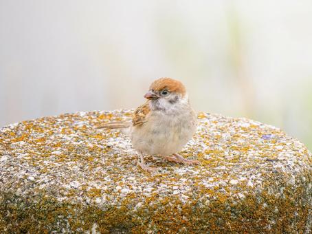 石にとまるスズメ 石にとまるスズメの写真