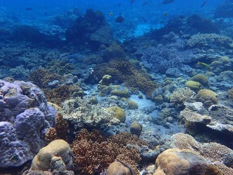 小笠原のシュノーケリング 小笠原,シュノーケリング,シュノーケルの写真素材