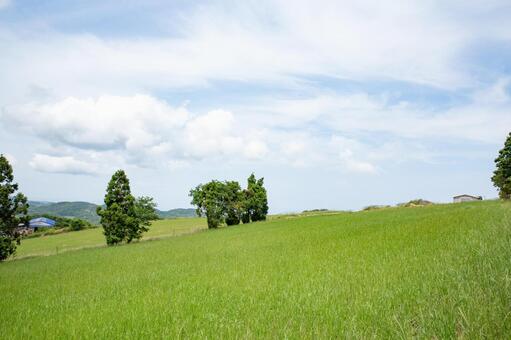 Meadow and blue sky, blue sky, grassland, pasture, JPG