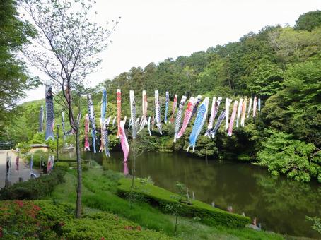 池の上に鯉のぼりが泳ぐ鎌倉中央公園 池の上に鯉のぼりが泳ぐ鎌倉中央公園の写真