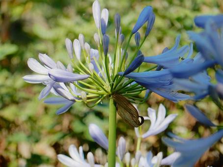Photo, agapanthus, purple clam, blue, 