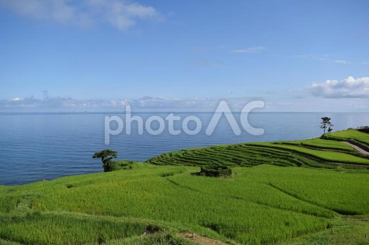 【石川】白米千枚田の風景 白米千枚田,棚田,朝の写真素材