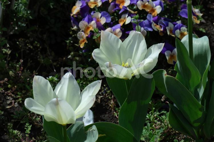 色とりどりに咲き誇る赤白黄色 チューリップ,花,ユリ科の植物の写真素材