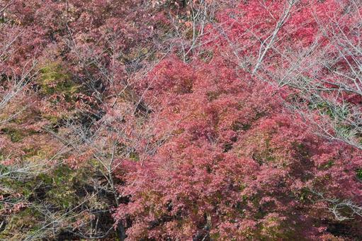 紅葉 紅葉の写真