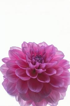 色鮮やかなダリアの接写の写真