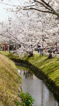 桜 桜の写真