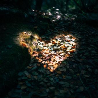 木漏れ日が作る自然のハートシェイプ 木漏れ日が作る自然のハートシェイプの写真