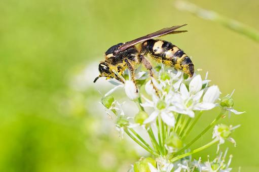 ニラの花に留まるオオモンツチバチ ニラの花に留まるオオモンツチバチ オオモンツチバチ,大紋土蜂,蜂の写真素材