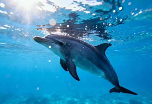 太陽の光が射す青い海を自由に泳ぐイルカ 太陽の光が射す青い海を自由に泳ぐイルカの写真