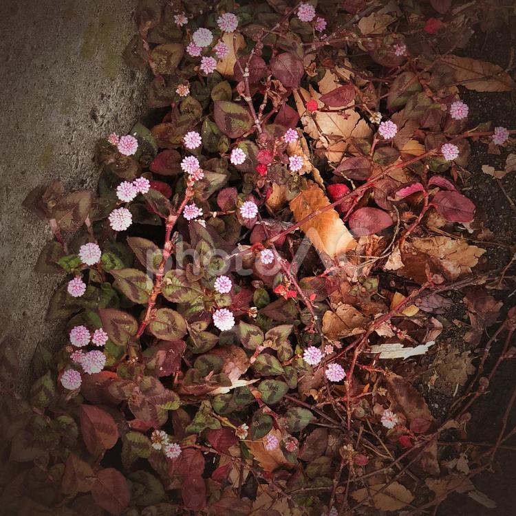夜道で見かけた小さな花　ヒメツルソバ 道端,花,秋の写真素材
