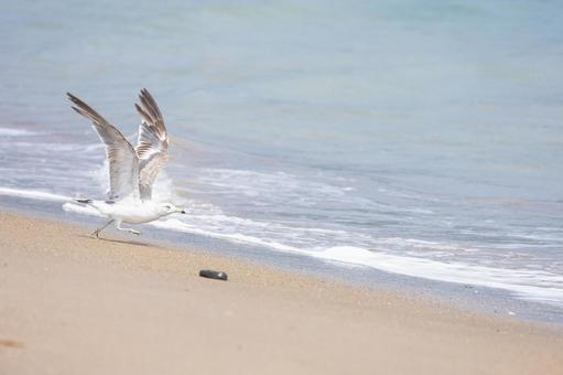 飛び立つカモメ 飛び立つカモメ 野生の鳥,野生動物,風景の写真素材