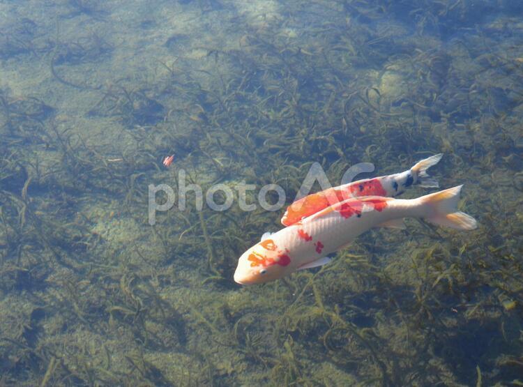 浮いているように並んで泳ぐ鯉 魚,鯉,コイの写真素材