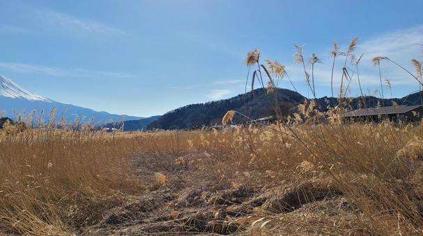冬の大地　枯草 河口湖,山,ススキの写真素材