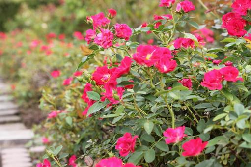 赤ピンクのバラ 赤ピンクのバラ 薔薇,バラ,花の写真素材