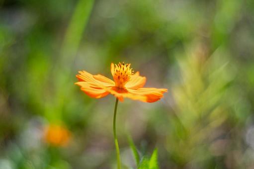 オレンジ色が映えるキバナコスモスの写真