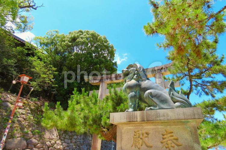 日本三景安芸の宮島厳島神社の狛犬 日本三景宮島,厳島神社,厳島の写真素材